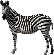 Ik ben een zebra (1).