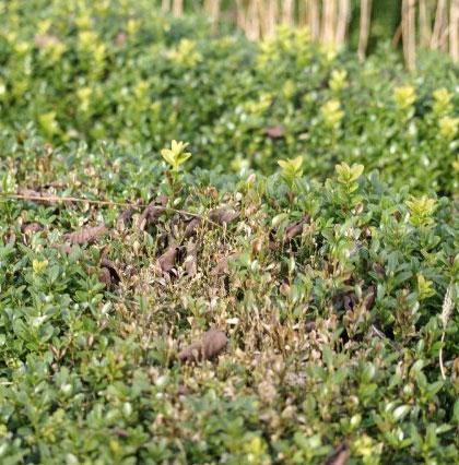 Aandachtspunten Je hoeft een aangetaste buxus niet meteen uit je tuin te bannen. Als je de plant wat extra aandacht geeft, blijven ze gezond en zijn ze minder vatbaar voor schimmels. 1.