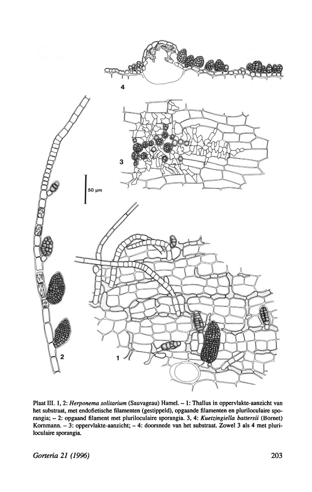Plaat III. 1, 2: Herponema solitarium (Sauvageau) Hamel.