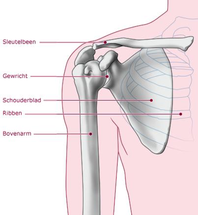Schoudergewricht Soorten protheses Er zijn 4 soorten schouderprotheses. De keuze is afhankelijk van de conditie van het weefsel in je schouder.