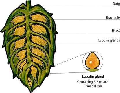 6 Les 5: hop Het is alweer de laatste les, maar zeker niet de onbelangrijkste! Na het mout en de gist gaan we het hebben over hop, ook een zeer belangrijk ingrediënt in je bier. 6.