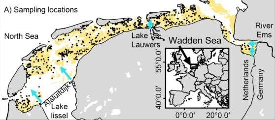 Tere dunschaal Platte slijkgaper Nonnetje C3 planten (land & water) Zwevende algen (zoetwater) Zwevende algen Bodemalgen Zeegrassen Gewone mossel