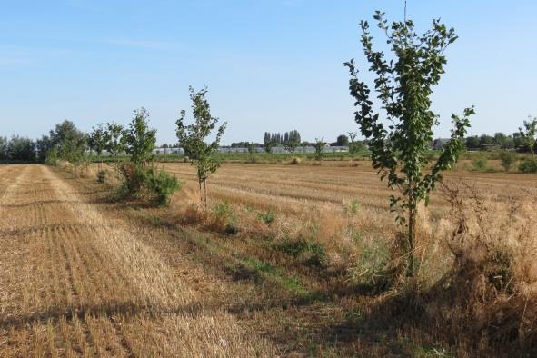 Een heg is maximaal 2 meter breed en minimaal 0,01 hectare groot (= 50m lang) Nieuw: ook bomenrijen kunnen worden aangegeven als EAG met teeltcode 10 Een bomenrij is een