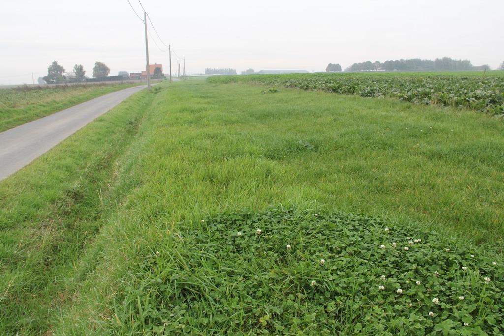 EAG Akkerranden (1/2) De akkerranden behoren niet meer tot de groep van de landschapselementen maar tot de groep van