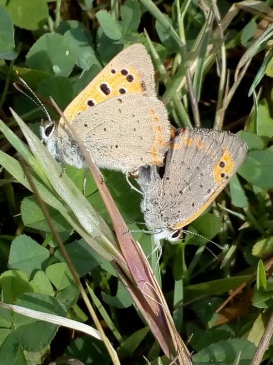 Copulatie Tijdens werkzaamheden in de Kolk van Dussen vloog er een klein vlindertje, even goed kijken en hoera: een Kleine vuurvlinder.