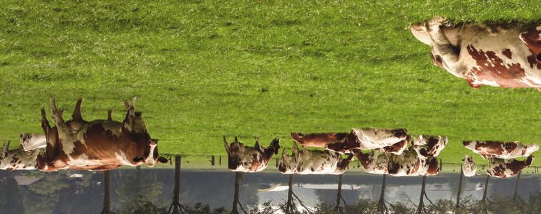 AANKOOP BVD-DRAGER HEEFT GROTE GEVOLGEN THEMA: BVD Dat de aankoop van een koe, die later een BVD-drager blijkt, grote gevolgen kan hebben, komt naar voren in het verhaal van dierenarts Roland van