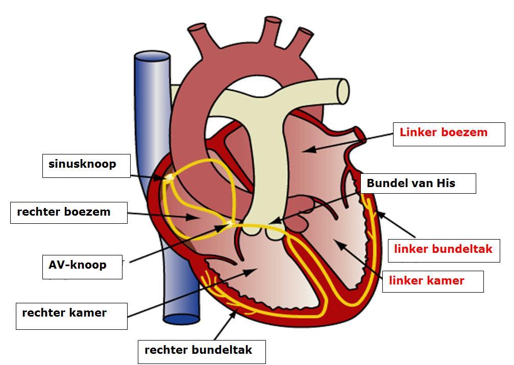 Hartritmestoornissen Bij een hartritmestoornis is er iets aan de hand met het tempo of de volgorde waarin het hart pompt. Het hart kan te snel of te langzaam samentrekken.