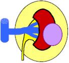 van de nier of in de bijnier of buiten de nier in het vet.
