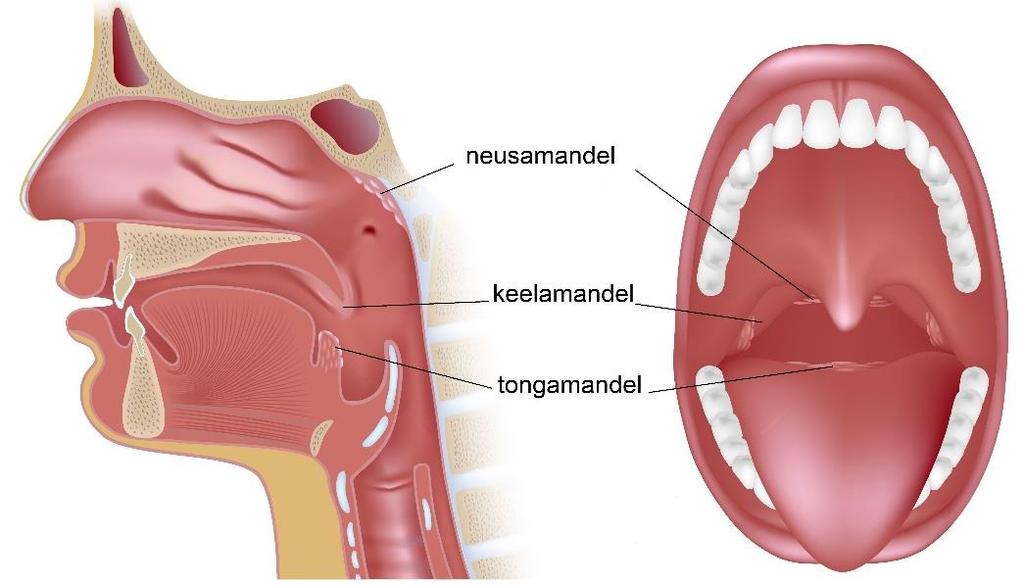 Achter op de tong. Dit deel wordt de tongamandel genoemd en gaat aan de zijkant van de tong over in de keelamandelen.