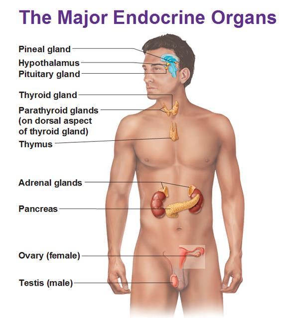 Endocriene