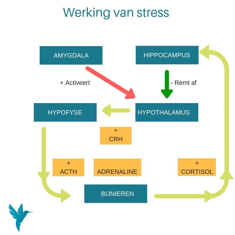 In grote geheel plaatsen Actievere Hippocampus