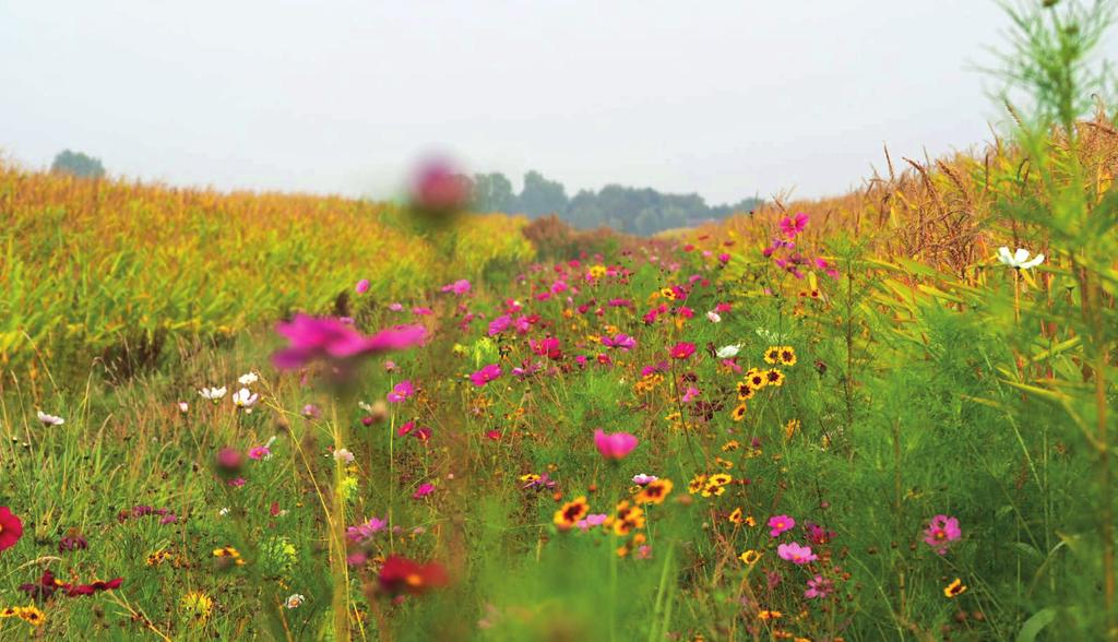 Kruidenstroken en derogatie Ook het afgelopen seizoen koos een aantal deelnemende agrariërs voor stroken met kruiden en bloemen langs de maïsvelden. Een groot pluspunt voor flora en fauna!