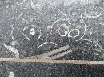 Kelk en armen blijven zelden bewaard, maar de hardere stelen verstenen en worden vaak fossiel gevonden. Lengtesneden van de stengels komen hier en daar voor in de vloertegels.
