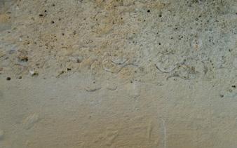 Fossielen in de mergel. Verspreid in de Botanische Tuin zijn nog verschillende andere soorten natuursteen te vinden.