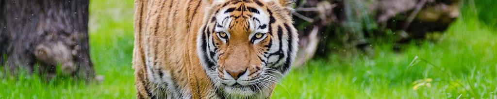 De tijger De tijger, een mooi en interessant onderwerp voor je spreekbeurt. De tijger is een jagend roofdier en wordt wel gezien als de koning van de jungle.
