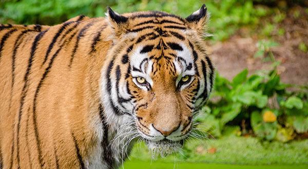 Een andere reden dat de tijgers met uitsterven wordt bedreigd is dat de leefgebieden van de tijgers steeds kleiner worden doordat het aantal mensen op aarde maar blijft toenemen.