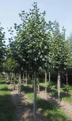 Tilia cordata 8-10 44 10-12