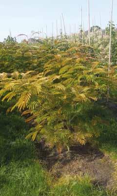 Sortiment struiken Albizia