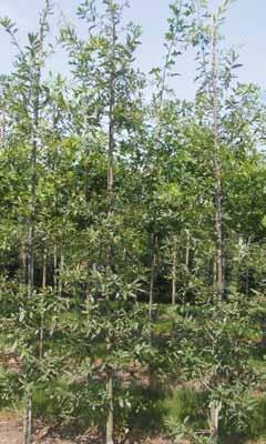 6 Quercus cerris 8-10 76