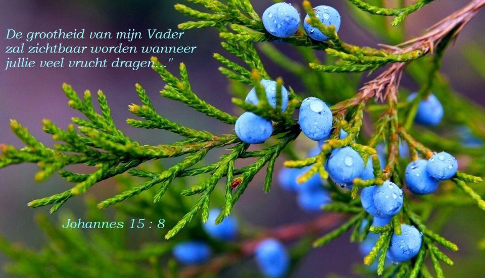 Jaarthema 2018-2019 Johannes 15:8