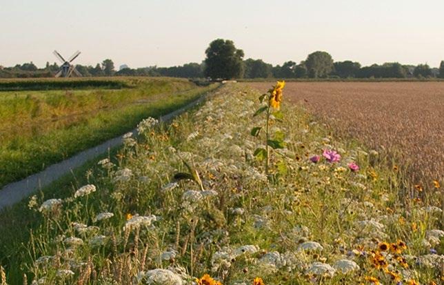 Heb oog voor alle doelen tegelijkertijd Er zijn globaal drie manieren om stappen vooruit te maken: 1. Verminderen van de emissies naar het oppervlaktewater 2.