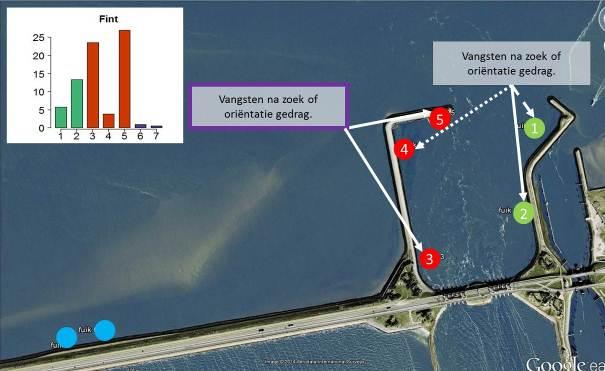 Fint De meeste finten die in deze monitoring zijn gevangen zijn juveniele vissen (10 15 cm) voornamelijk in 2006.