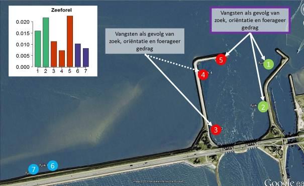 Zeeforel Zeeforellen kunnen langs de kust van Nederland foerageren.