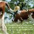 raad voor dierenaangelegenheden Dierproeven voor de veehouderij het belang van dierenwelzijn, duurzaamheid en een ketenbenadering samenvatting
