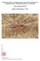 Monitoring loopkevers en spinnen in nieuw open zand en stuifzand in het Grenspark De Zoom Kalmthoutse heide d.m.v. bodemvallen