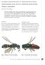de wespen MICRODYNERUS EXILIS en CHRYSIS GRACILLIMA, kleine zeldzaamheden, maar nog niet verdwenen (hymenoptera: vespidae, chrysididae)