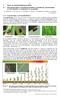 5.1 Perceelsspecifieke voorspellingsmodellen om bladluizen, graanhaantjes en DON gehaltes in wintertarwe te voorspellen