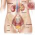 Preventie van infecties als gevolg van blaaskatheterisatie via de urethra
