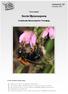 Nieuwsbrief. Sectie Hymenoptera. Nederlandse Entomologische Vereniging