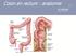Colon en rectum : anatomie
