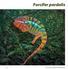 Furcifer pardalis. 62 Lacerta 64-5/6/KVN Kameleonspecial