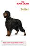 Royal Canin rasspecifieke voeding voor de volwassen Setter vanaf 12 maanden. Setter