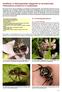 Hoofdstuk 11 Behangersbijen Megachile en de lathyrusbij Chalicodoma ericetorum in nestblokken