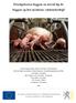 Doodgeboren biggen en uitval bij de biggen op het moderne varkensbedrijf