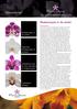 Nieuwsbrief. Phalaenopsis in de winter. Opkweek Phalaenopsis uit 3 pluggen. Verbetering lichten CO 2 -benutting Phalaenopsis. Cymbidium 7 teelttips