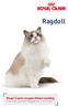 Ragdoll. Royal Canin rasspecifieke voeding Voor de volwassen Ragdoll van 1 tot 12 jaar