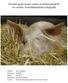 Foetale groei in het varken in beeld gebracht via seriële, transabdominale echografie