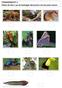 TEAMOPDRACHT 1: Match de foto s van de bedreigde diersoorten met de juiste namen.