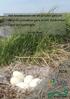 Het broedsucces van de grauwe gans en de grote Canadese gans in Het Verdronken Land van Saeftinghe. Bas de Maat