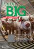 BIG. beter THEMA GEZONDE VARKENS