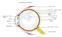 retina cornea fovea ciliaire spier
