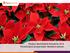 21-11-2014. Product Marktbeeld Poinsettia 2014 FloraHolland productteam Bloeiend seizoen