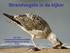 Strandvogels in de kijker Jan Seys communicatieverantwoordelijke Vlaams Instituut voor de Zee (VLIZ)