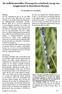 De Gaffelwaterjuffer (Coenagrion scitulum), terug van weggeweest in Noordwest-Europa