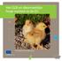 Het GLB en dierenwelzijn: hoge normen in de EU