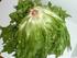 de andijvie endive A is een soort groente met grote groene bladeren.